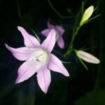 lillienu
